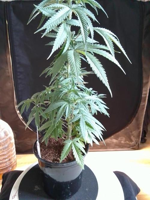 CANDY CREAM GO FAST. Week 4