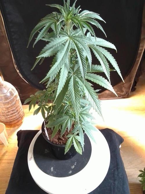 CANDY CREAM GO FAST. Week 4