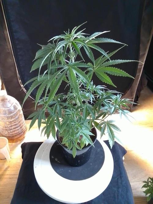 CANDY CREAM GO FAST. Week 4