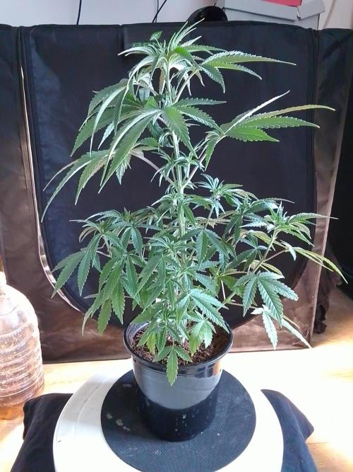 CANDY CREAM GO FAST. Week 4