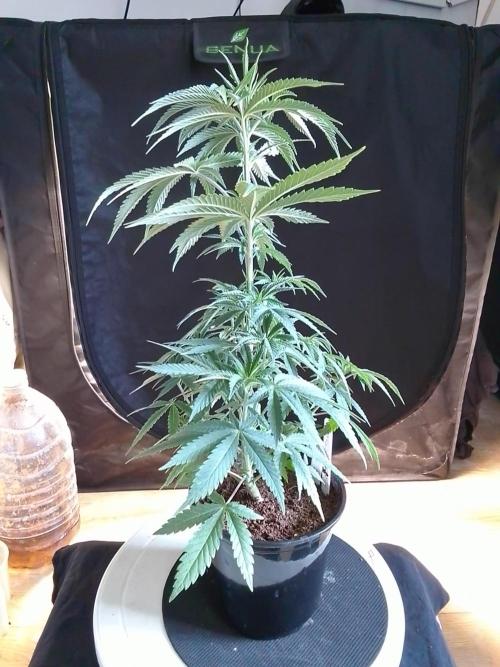 CANDY CREAM GO FAST. Week 4