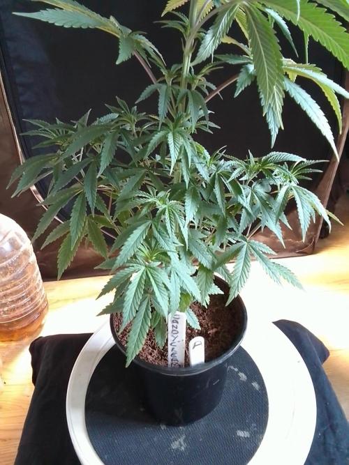 CANDY CREAM GO FAST. Week 4