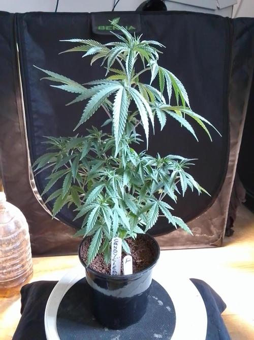 CANDY CREAM GO FAST. Week 4