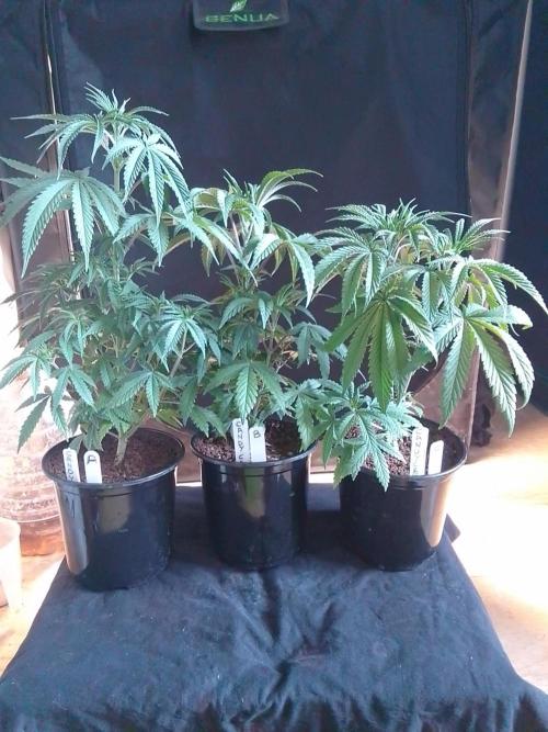 CANDY CREAM GO FAST. Week 4