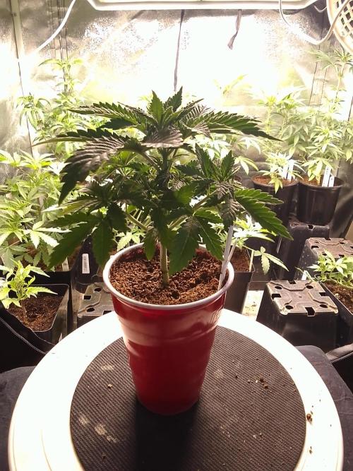 SUNSET SHERBET GO FAST. Week 3
