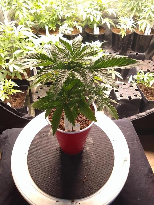 SUNSET SHERBET GO FAST. Week 3