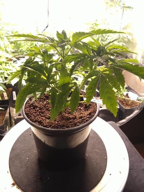 SUNSET SHERBET GO FAST. Week 3