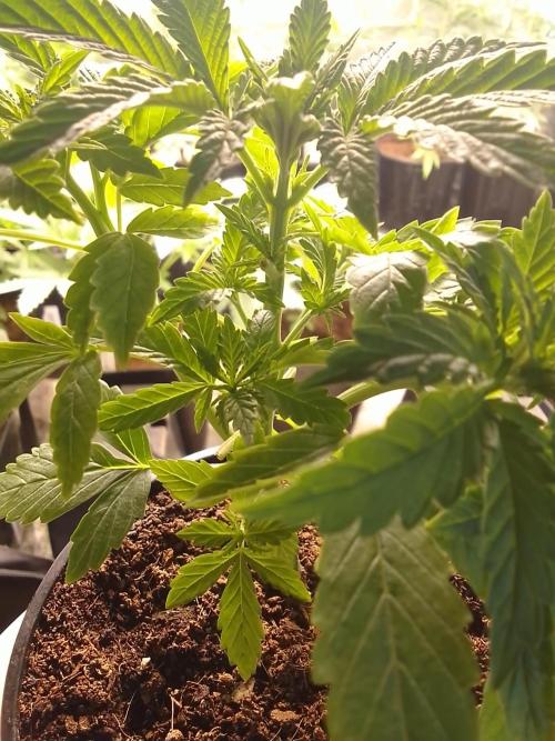SUNSET SHERBET GO FAST. Week 3