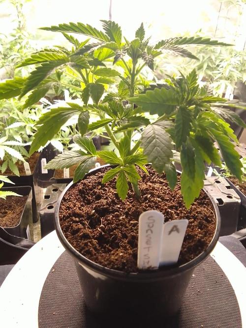 SUNSET SHERBET GO FAST. Week 3