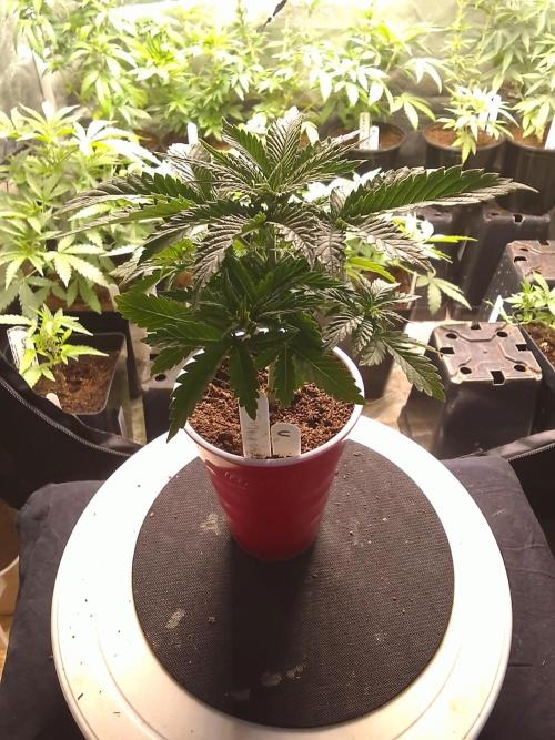 SUNSET SHERBET GO FAST. Week 3