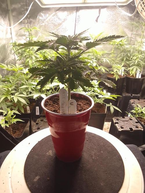 SUNSET SHERBET GO FAST. Week 3