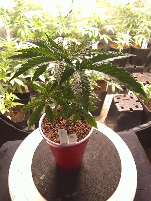SUNSET SHERBET GO FAST. Week 3