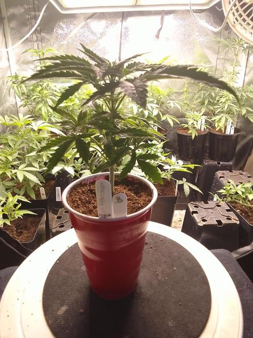 SUNSET SHERBET GO FAST. Week 3