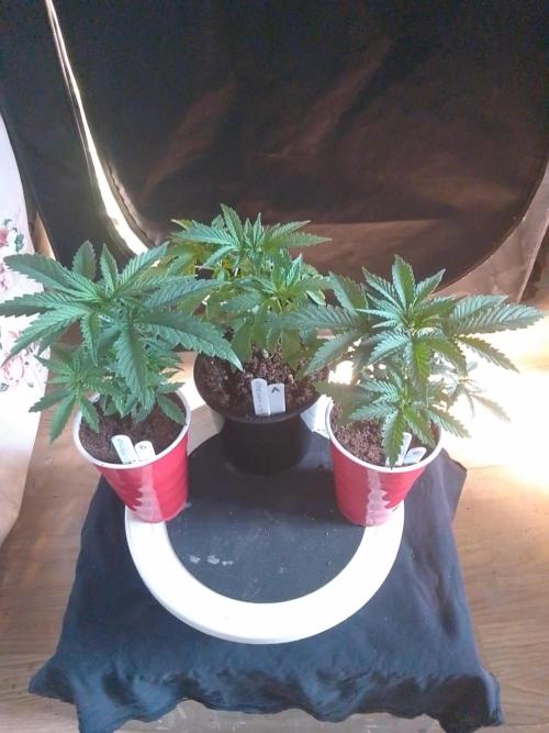SUNSET SHERBET GO FAST. Week 3