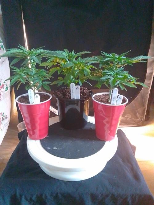 SUNSET SHERBET GO FAST. Week 3