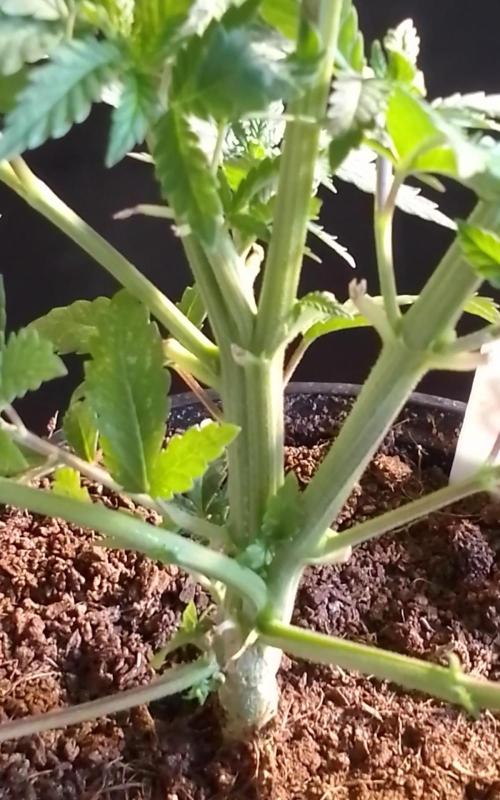 AMNESIA HAZE GO FAST kannabia seed's. Week 7