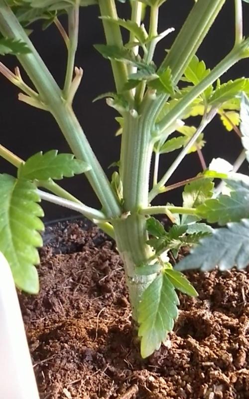 AMNESIA HAZE GO FAST kannabia seed's. Week 7