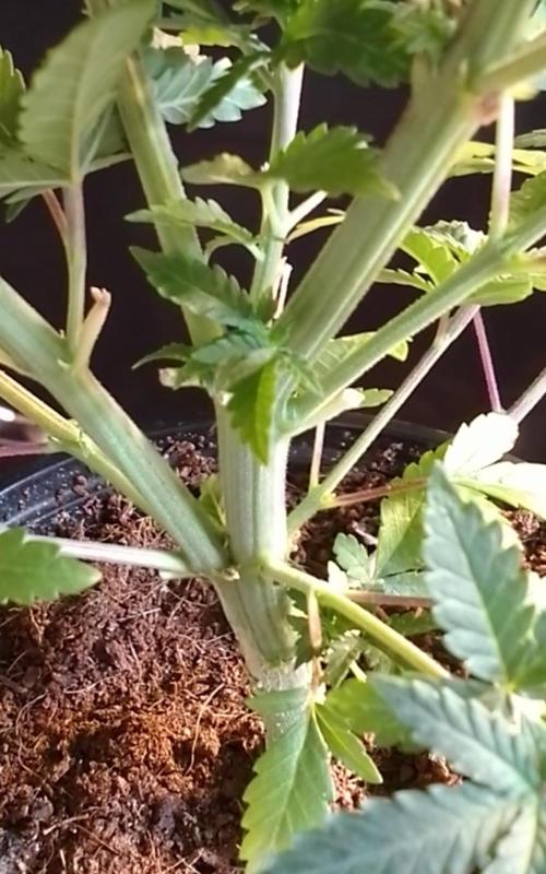 AMNESIA HAZE GO FAST kannabia seed's. Week 7