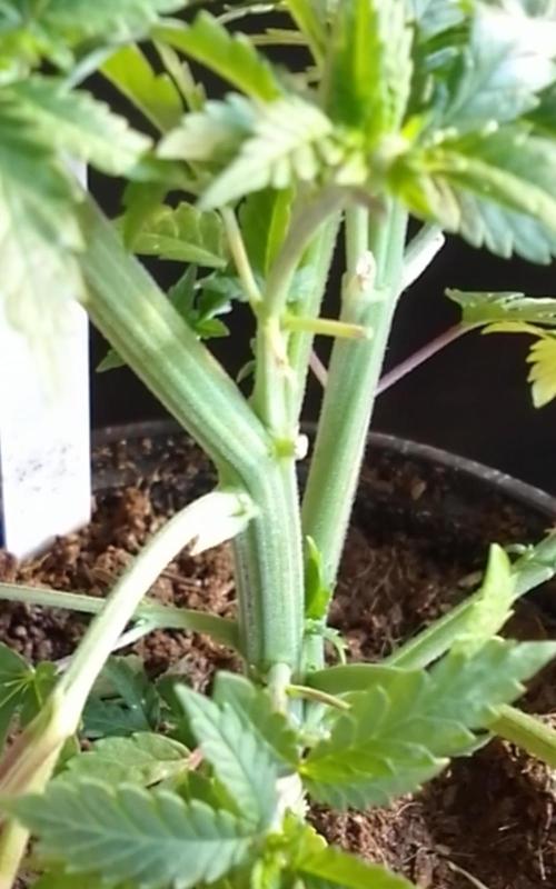 AMNESIA HAZE GO FAST kannabia seed's. Week 7