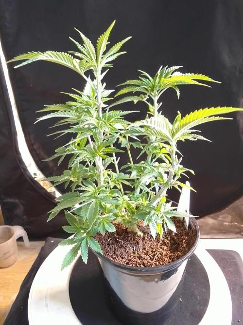AMNESIA HAZE GO FAST kannabia seed's. Week 7