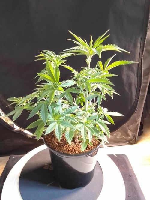 AMNESIA HAZE GO FAST kannabia seed's. Week 7
