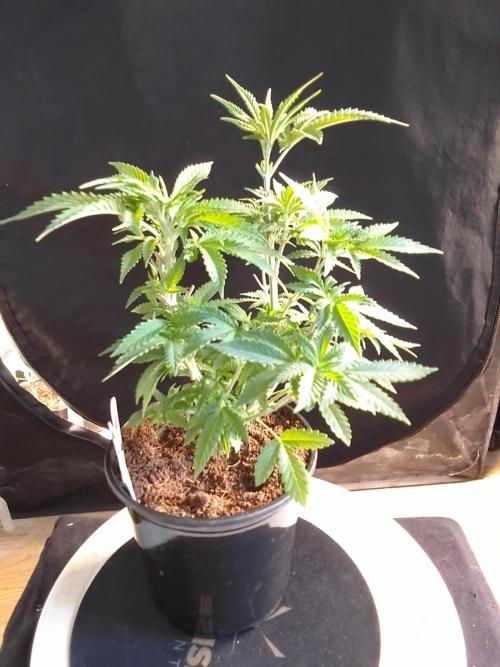 AMNESIA HAZE GO FAST kannabia seed's. Week 7