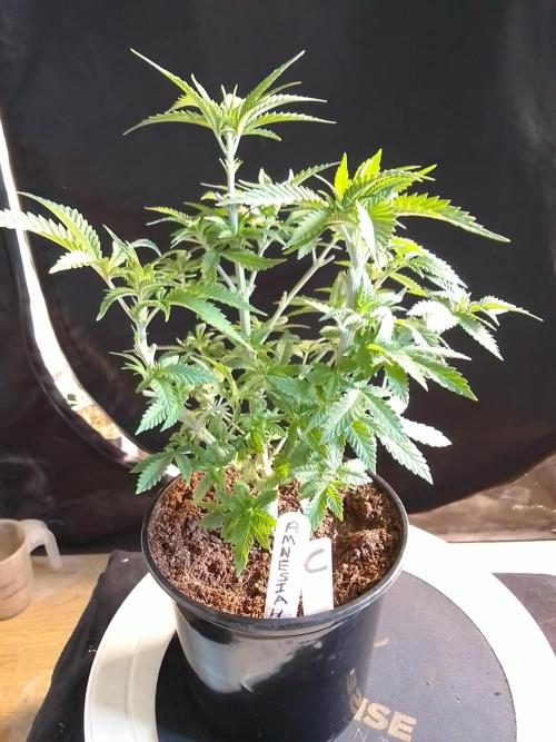 AMNESIA HAZE GO FAST kannabia seed's. Week 7