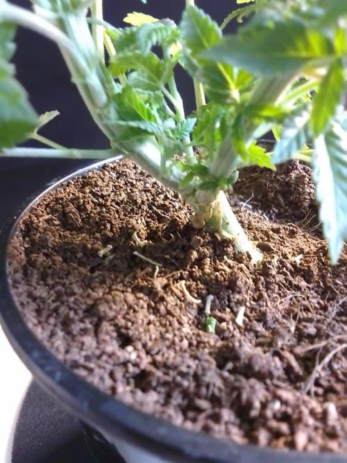 AMNESIA HAZE GO FAST kannabia seed's. Week 7