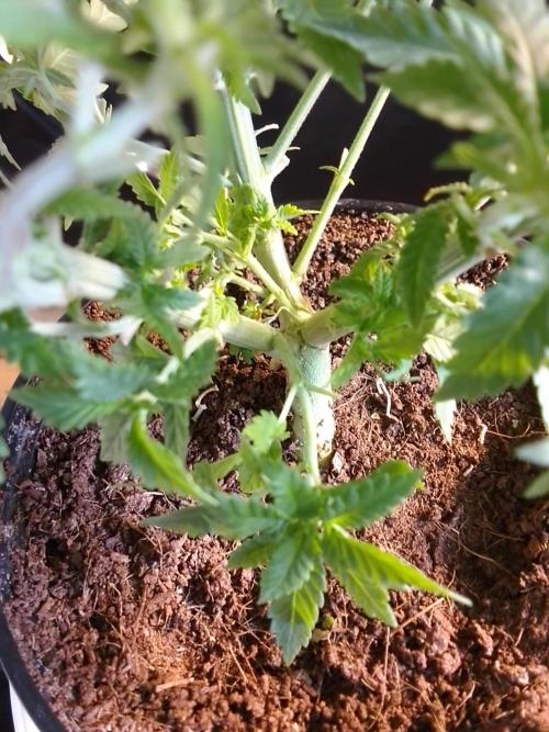 AMNESIA HAZE GO FAST kannabia seed's. Week 7