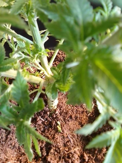 AMNESIA HAZE GO FAST kannabia seed's. Week 7