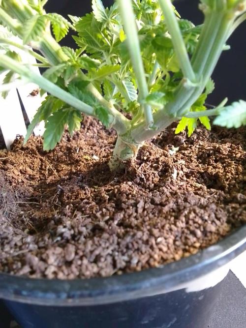 AMNESIA HAZE GO FAST kannabia seed's. Week 7
