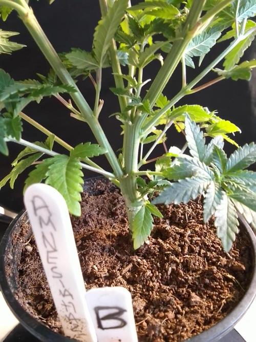 AMNESIA HAZE GO FAST kannabia seed's. Week 7