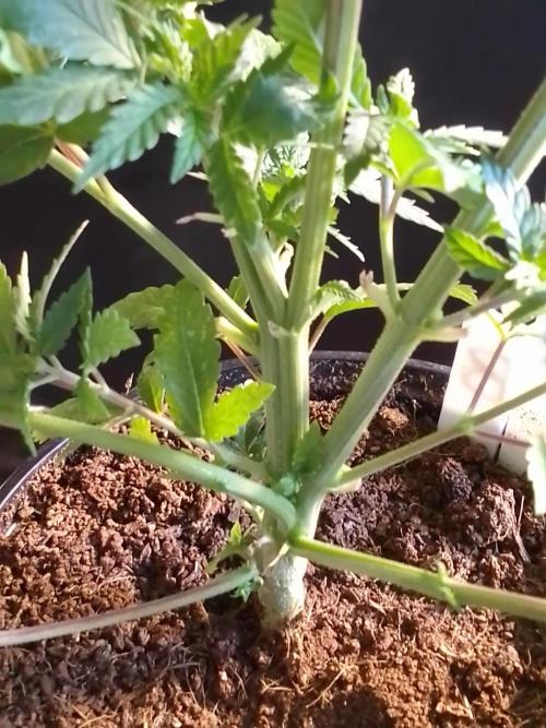 AMNESIA HAZE GO FAST kannabia seed's. Week 7
