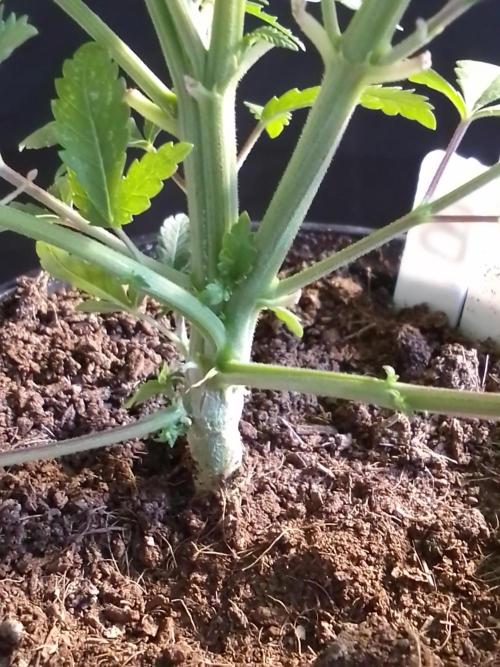 AMNESIA HAZE GO FAST kannabia seed's. Week 7