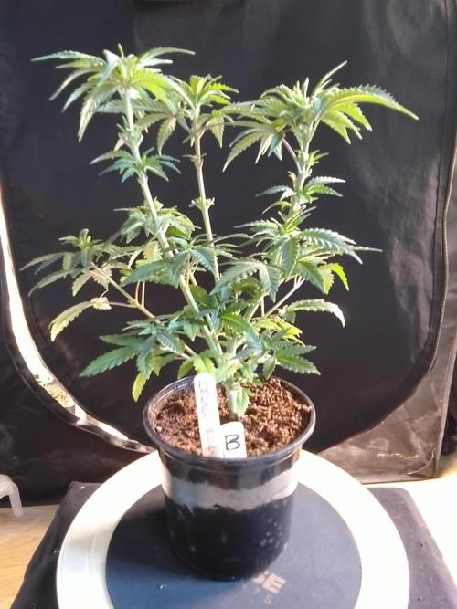 AMNESIA HAZE GO FAST kannabia seed's. Week 7