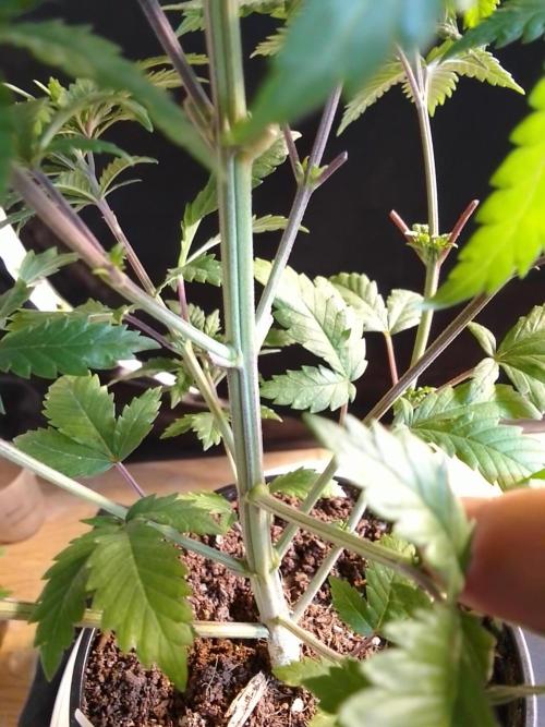 AMNESIA HAZE GO FAST kannabia seed's. Week 7