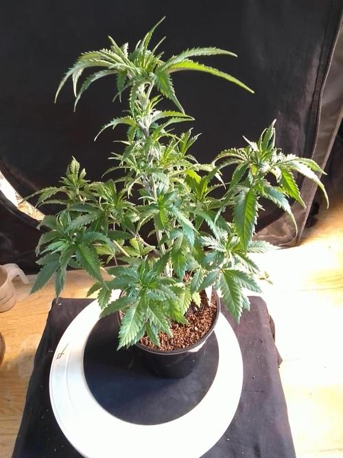 AMNESIA HAZE GO FAST kannabia seed's. Week 7