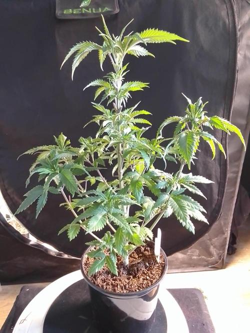AMNESIA HAZE GO FAST kannabia seed's. Week 7