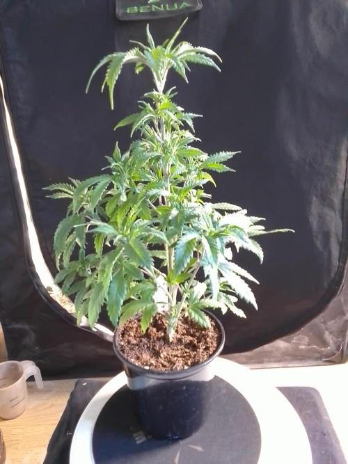 AMNESIA HAZE GO FAST kannabia seed's. Week 7