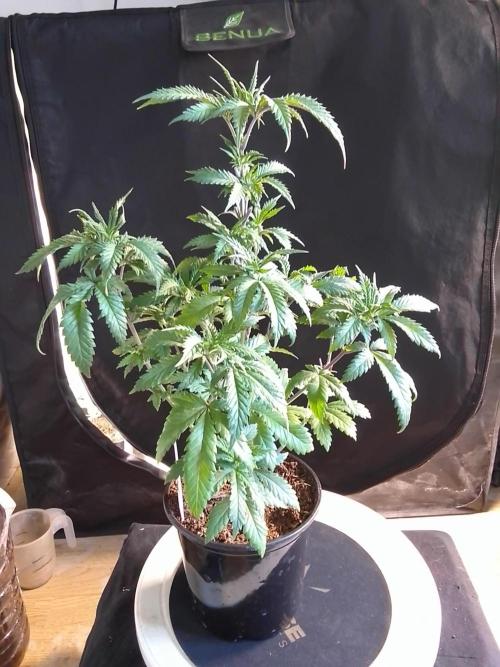 AMNESIA HAZE GO FAST kannabia seed's. Week 7