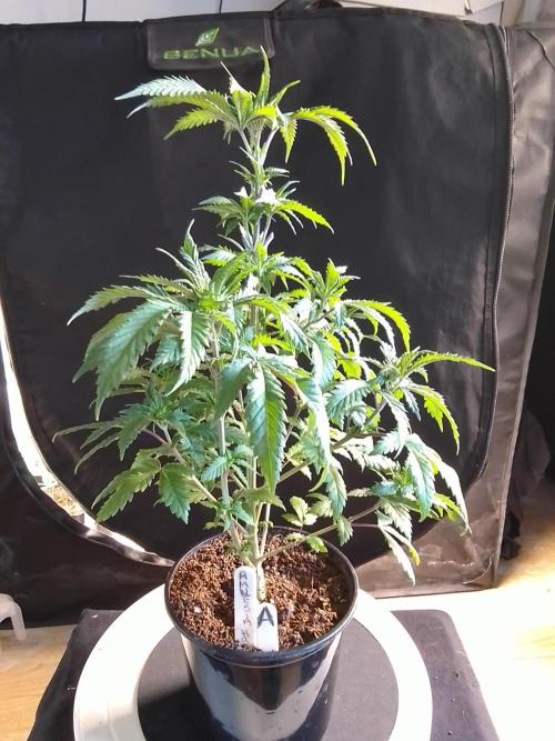 AMNESIA HAZE GO FAST kannabia seed's. Week 7