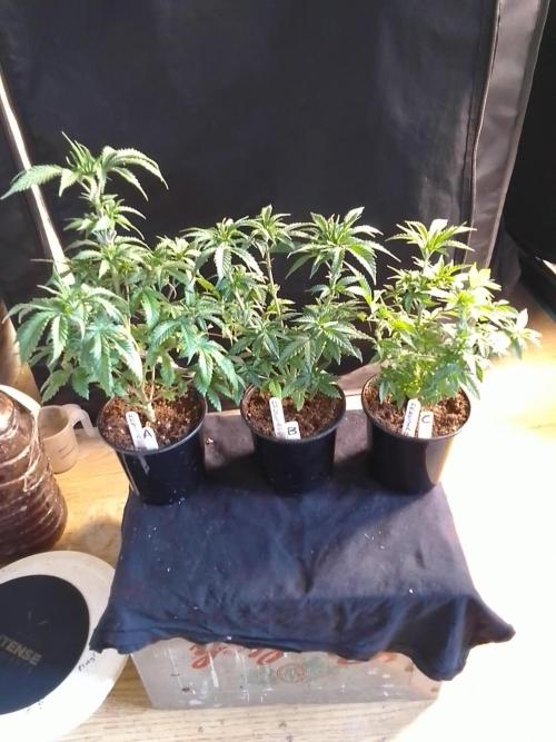 AMNESIA HAZE GO FAST kannabia seed's. Week 7
