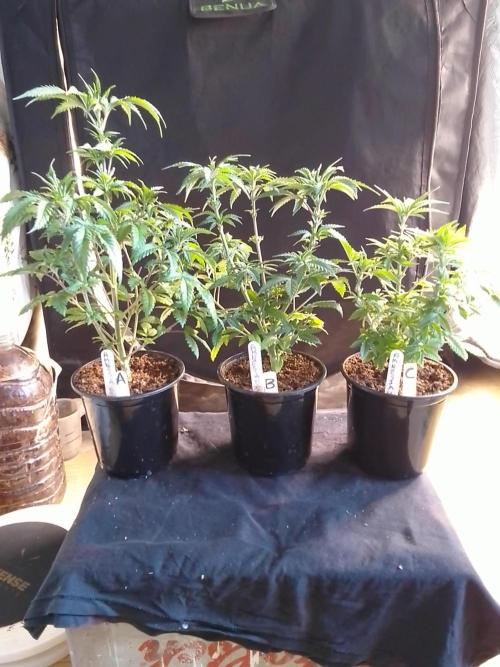 AMNESIA HAZE GO FAST kannabia seed's. Week 7