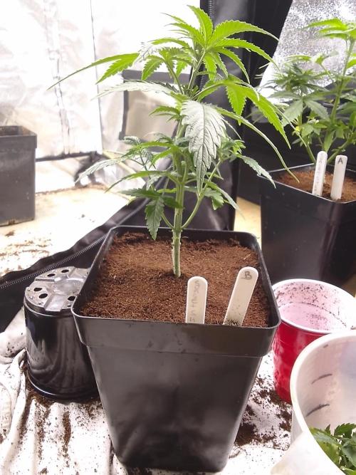 SUNSET SHERBET GO FAST. Week 4