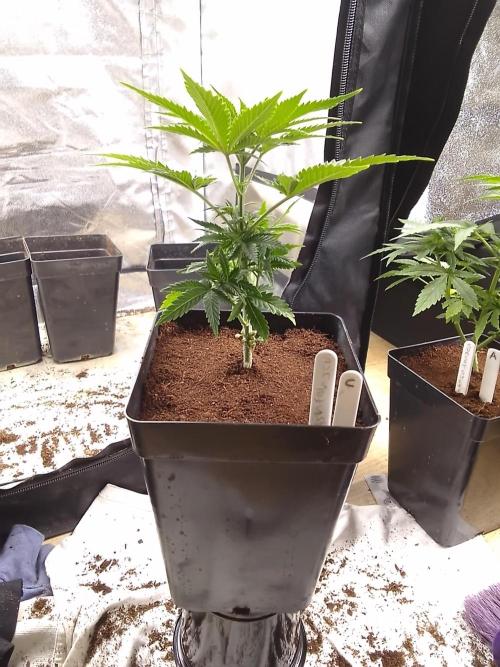 SUNSET SHERBET GO FAST. Week 4
