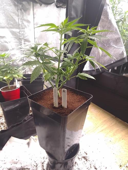 SUNSET SHERBET GO FAST. Week 4