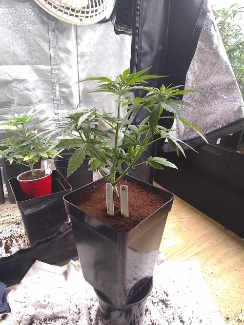 SUNSET SHERBET GO FAST. Week 4