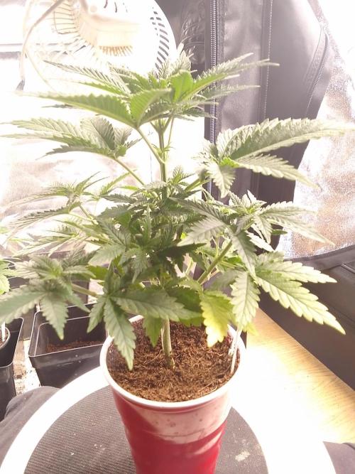 SUNSET SHERBET GO FAST. Week 4