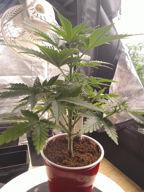 SUNSET SHERBET GO FAST. Week 4