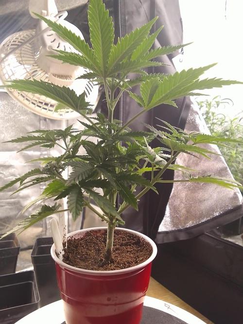 SUNSET SHERBET GO FAST. Week 4